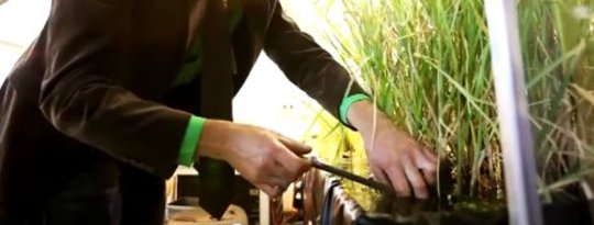 Dutch Company Powers Streetlights With Living Plants Dutch Company Powers Streetlights With Living Plants