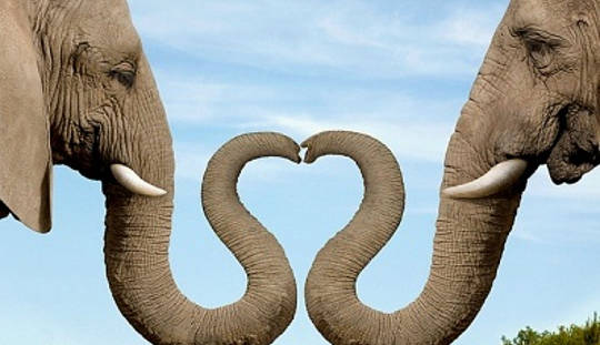 Elephants & Puppy Love: Animals Help Us Open Our Heart Elephants & Puppy Love: Animals Help Us Open Our Heart