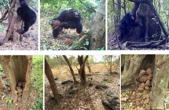 Mysterious Chimpanzee Behavior May Be Evidence Of 'Sacred' Rituals Mysterious Chimpanzee Behavior May Be Evidence Of 'Sacred' Rituals