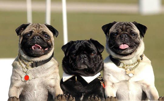 Why This Dog Show Is More Than A Canine Beauty Pageant Why This Dog Show Is More Than A Canine Beauty Pageant