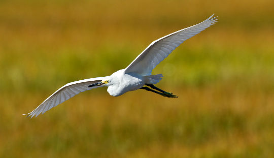 A Spiritual “Paradox”: Setting Goals or Going With the Flow? A Spiritual “Paradox”: Setting Goals or Going With the Flow?