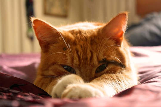 The Day I Discovered My Cat Can Talk The Day I Discovered My Cat Can Talk