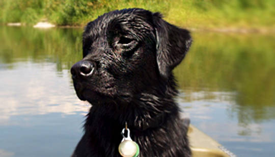 Receiving Symbolic Messages From Your Animals Receiving Symbolic Messages From Your Animals