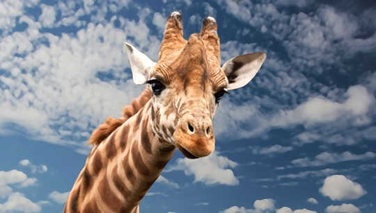 Sacred Messengers Meditation: Bighearted Love and Compassion with Giraffe Sacred Messengers Meditation: Bighearted Love and Compassion with Giraffe