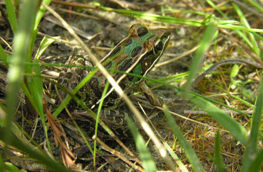 Southern Leopard Frog - Photo credit: Stephen Friedt, Wikimedia.org Southern Leopard Frog - Photo credit: Stephen Friedt, Wikimedia.org