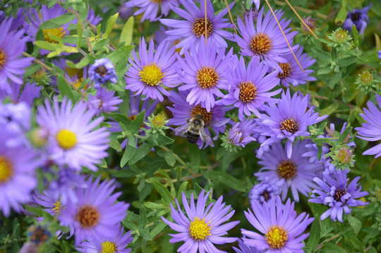 Climate Change Threatens A Scary Number Of Plant Species
