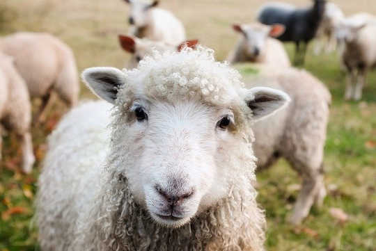 A Simple Meditation To Start Your Day: The Shepherd’s Psalm A Simple Meditation To Start Your Day: The Shepherd’s Psalm