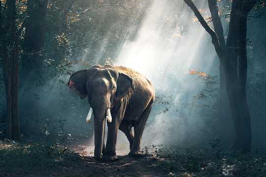 The Elephant in the Room: You Can Ignore Him But He's Still There The Elephant in the Room: You Can Ignore Him But He's Still There