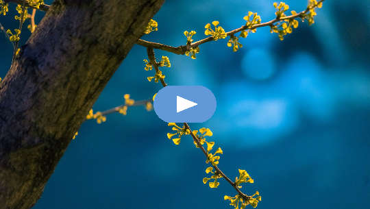 Horoscope Week: May 17 - 23, 2021 (Video) Horoscope Week: May 17 - 23, 2021 (Video)