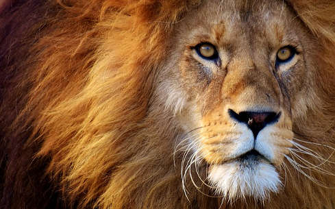 Winning and Losing: From Fear and Victim Mentality to Being a Winner photo of the face of a lion