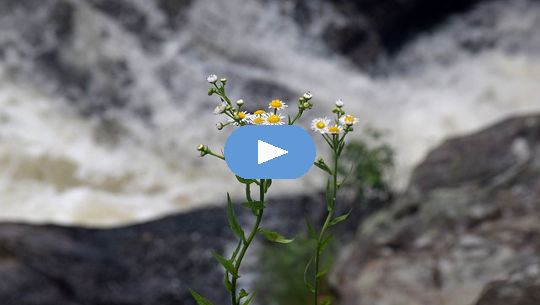 Horoscope Week: July 26 - August 1, 2021 chamomile plants in bloom