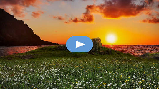 Horoscope Week: November 8 - 14, 2021 flowers in a meadow in front of the ocean with a sun on the horizon