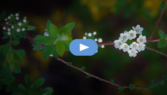 Horoscope Week: April 5 - 11, 2021 (Video) Horoscope Week: April 5 - 11, 2021 (Video)