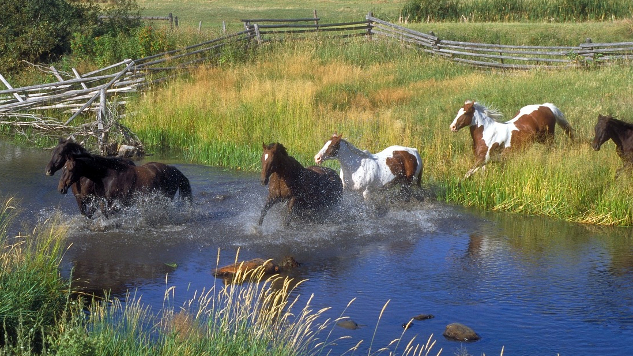 horses out in nature