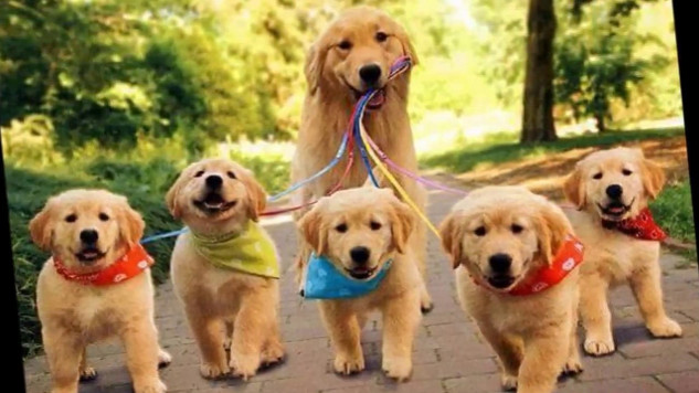 service dogs 8 26