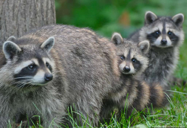 mother raccoon2 5 7