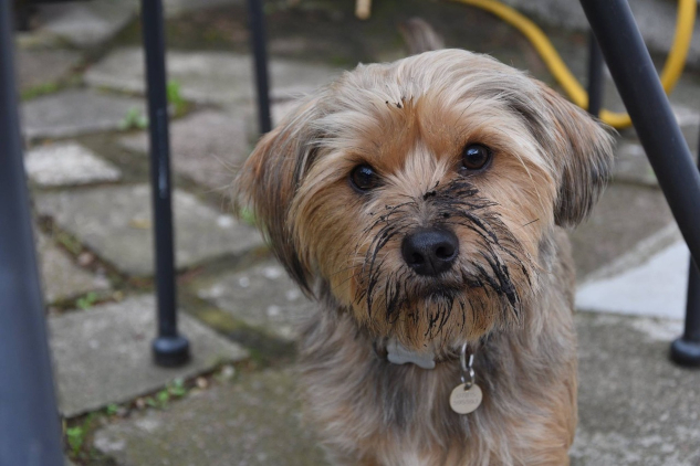 Photo of a muddy dog.&nbsp;Image by Simon Elliott from Pixabay.&nbsp;