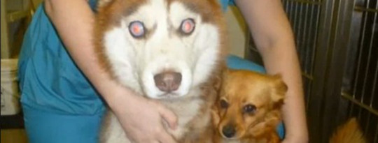 A Blind Dog with his own Seeing Eye Dog? A Blind Dog with his own Seeing Eye Dog?