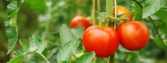Growing a Garden in a Back Yard, a Bucket or a Milk Carton Growing a Garden in a Back Yard, a Bucket or a Milk Carton