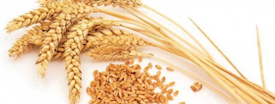 Gluten Affect Moods and Can Lead to Depression & Anxiety Gluten Affect Moods and Can Lead to Depression & Anxiety